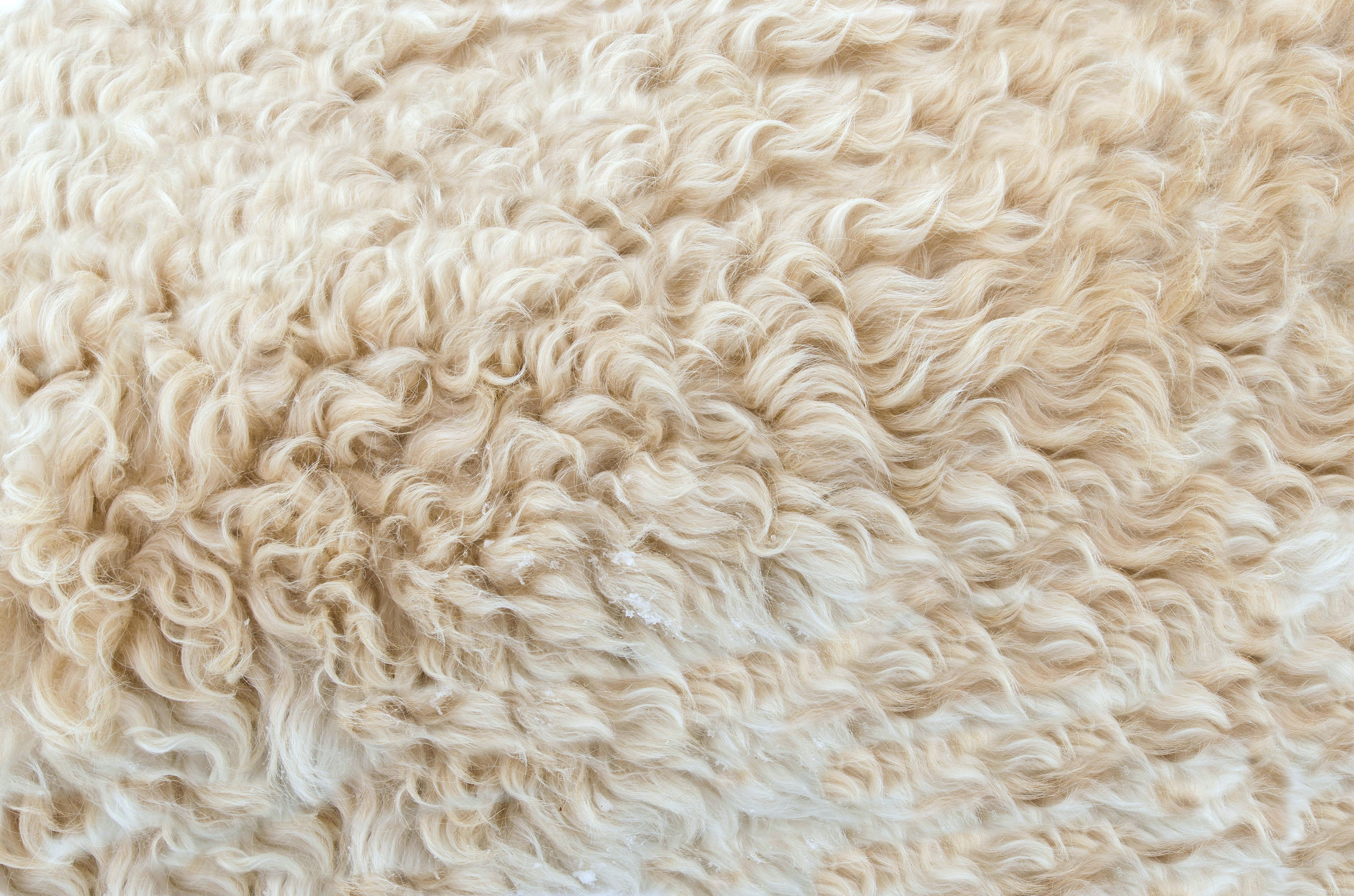 100% wool sheep